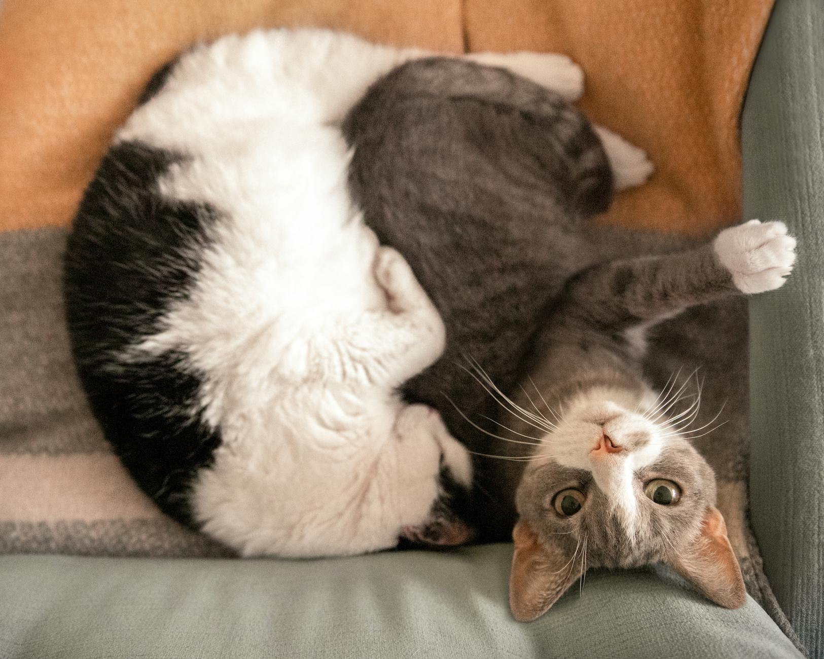 Two cute cats cuddled up on a couch in Riga, Latvia, showcasing their adorable bond.