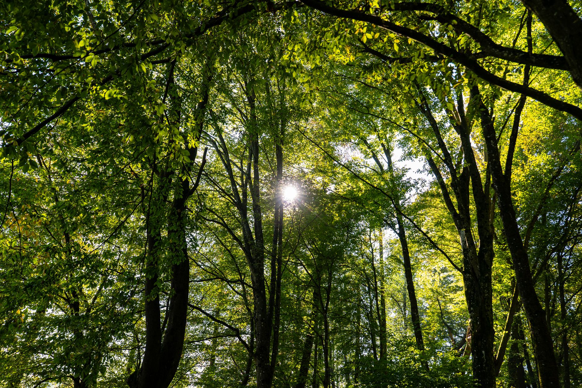 Peaceful forest scene with sunlight streaming through green leafy canopy.