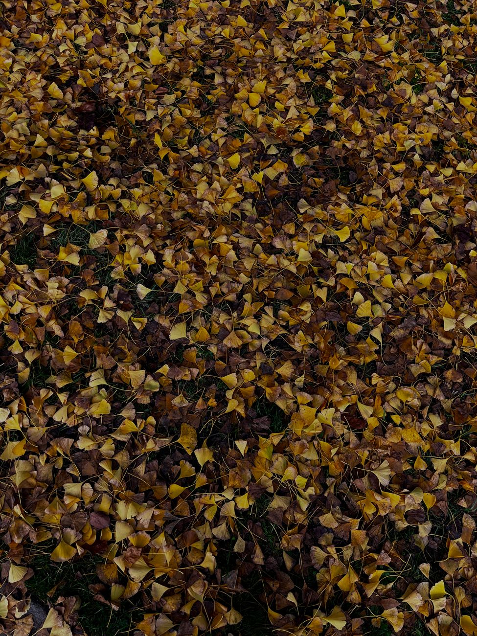 A dense layer of yellow and brown autumn leaves on a forest floor, creating a warm fall scene.