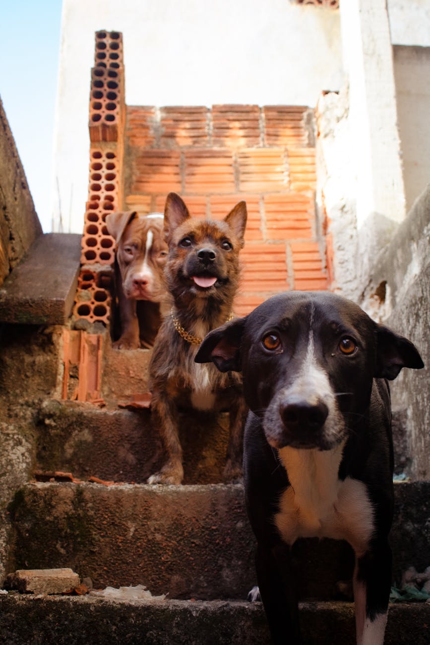 Three dogs posing on a brick staircase in an urban setting. A playful moment captured outdoors.