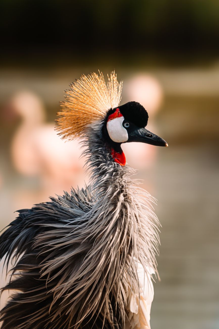 Elegant Grey Crowned Crane showcasing its distinctive plumage in a serene outdoor setting.