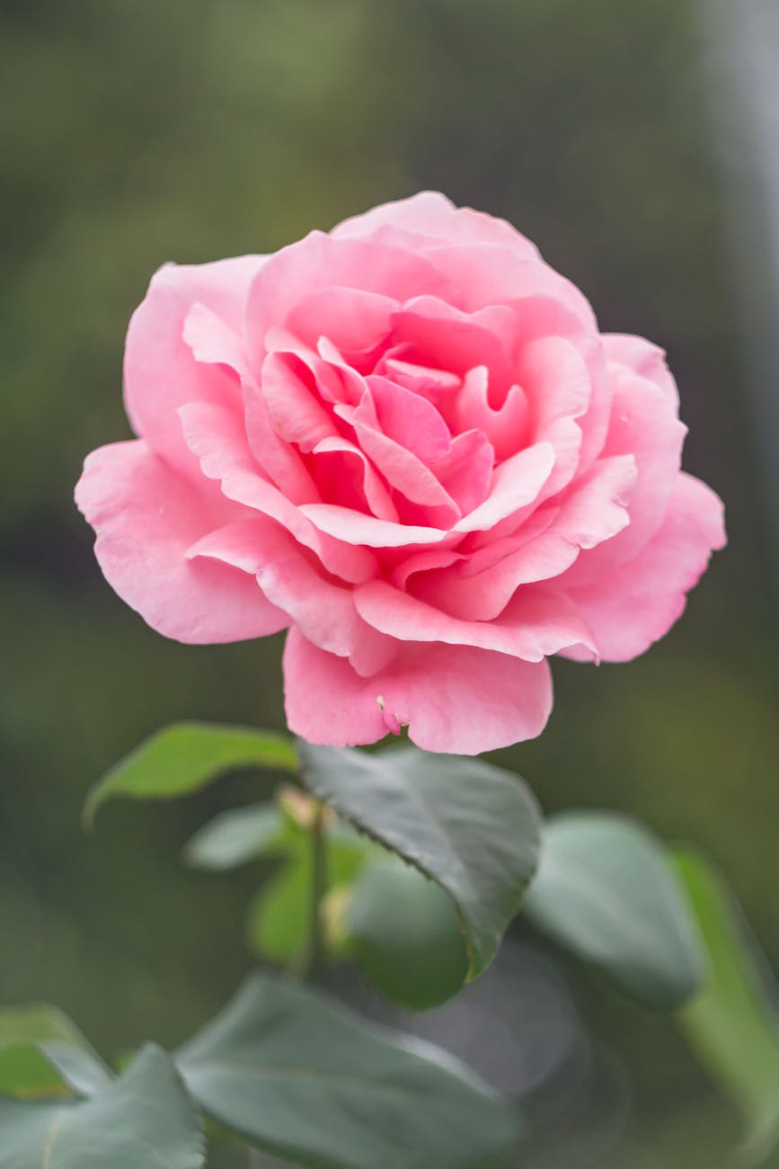 Close-up of a blooming pink rose outdoors, perfect for backgrounds or wallpapers.