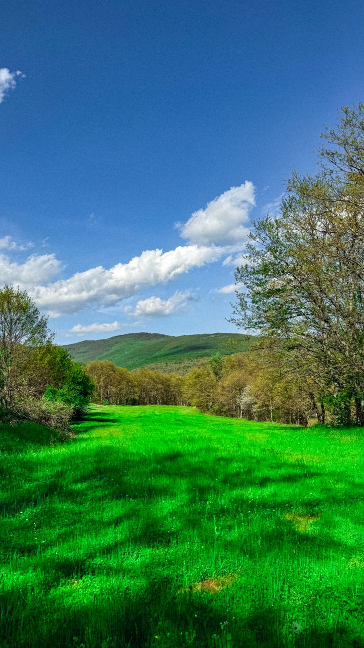 Vibrant grassy meadow surrounded by lush trees and hills under a clear blue sky.