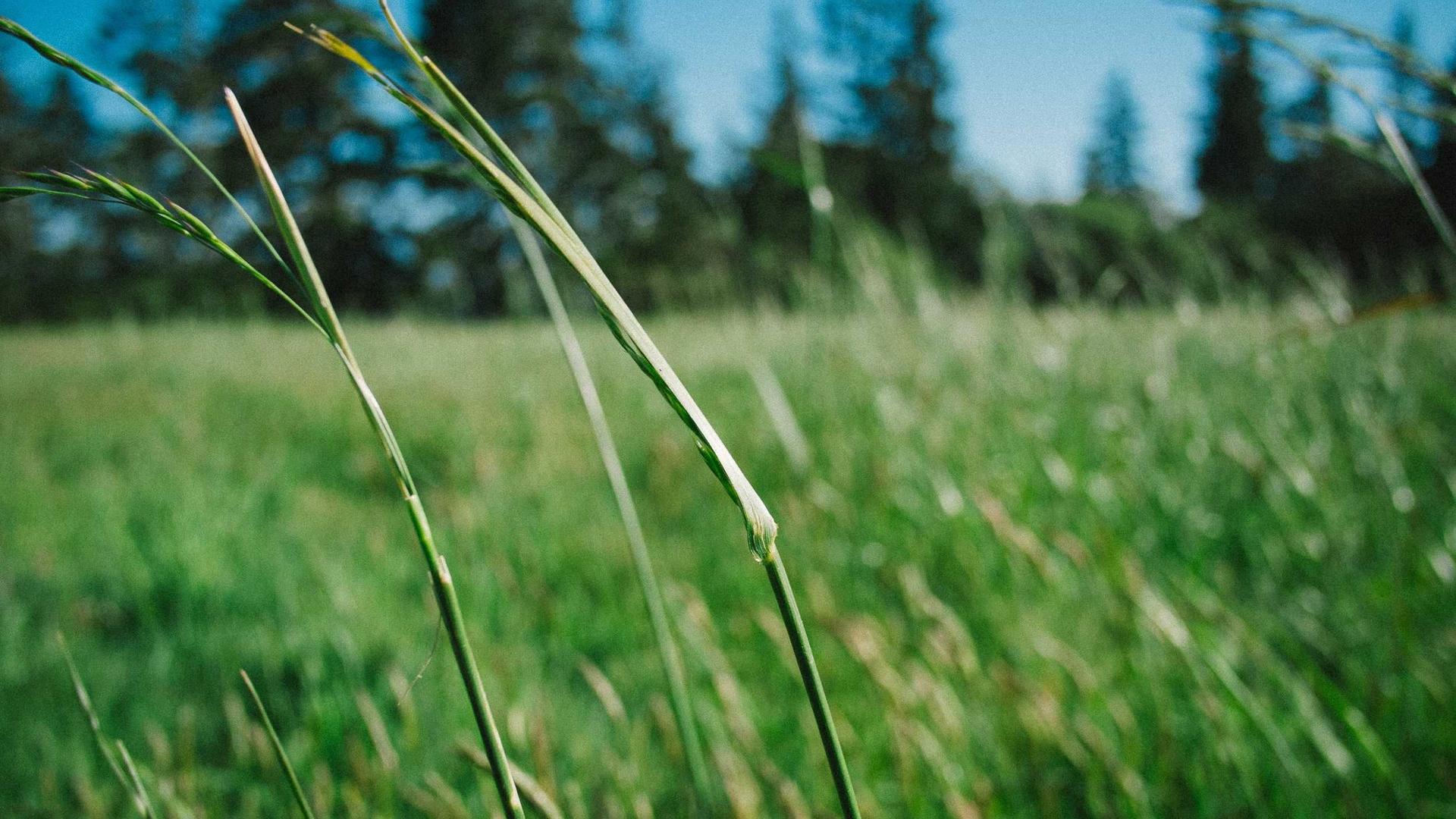 Random image from Lorem Picsum