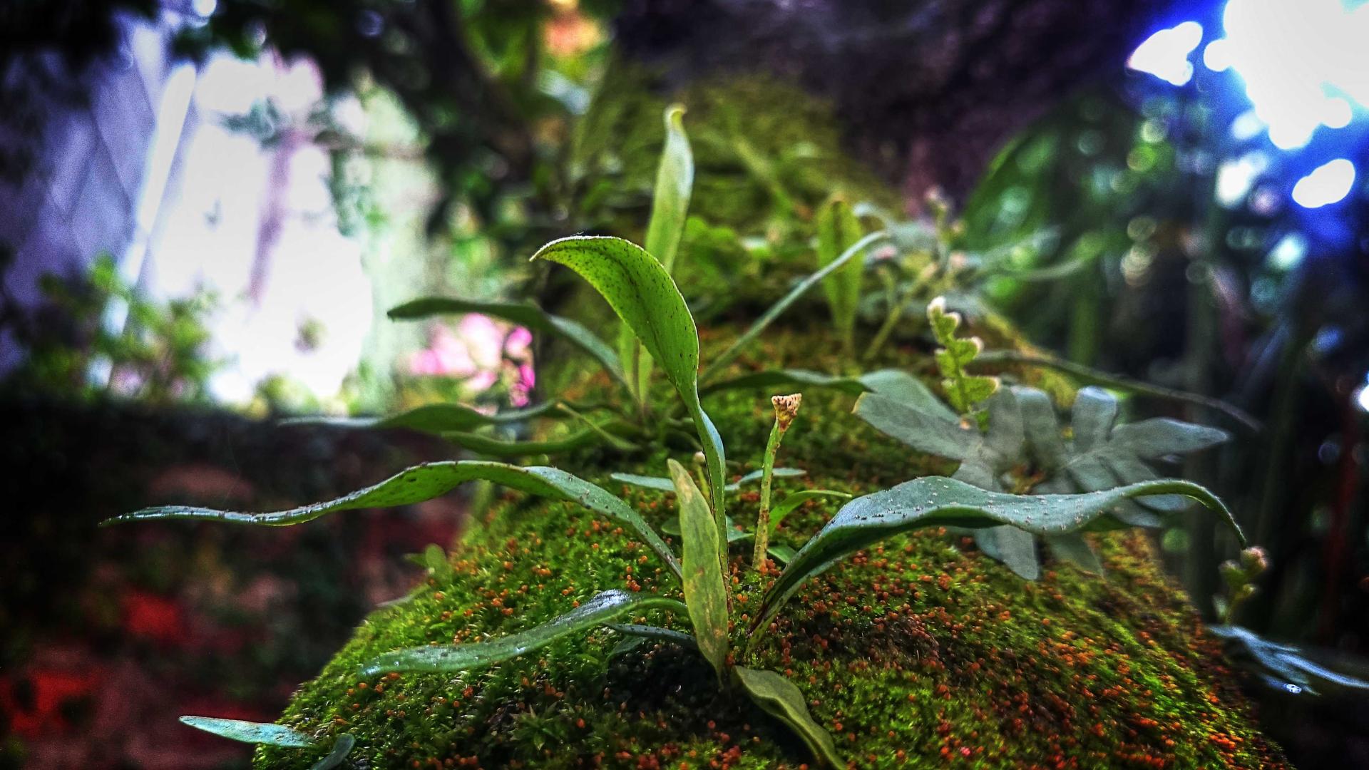 Random image from Lorem Picsum