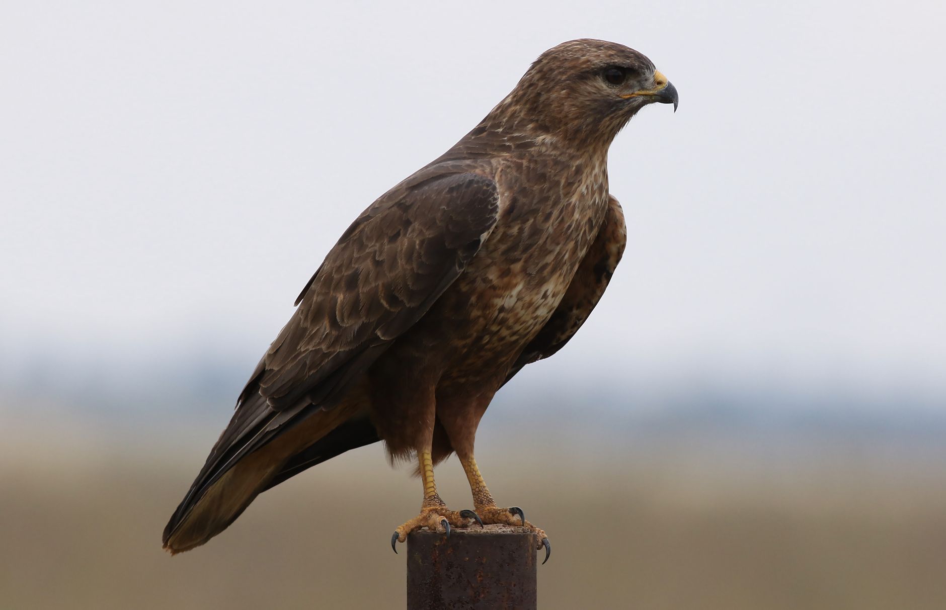 Stunning image of a common buzzard (Buteo buteo) perched in its natural outdoor environment.