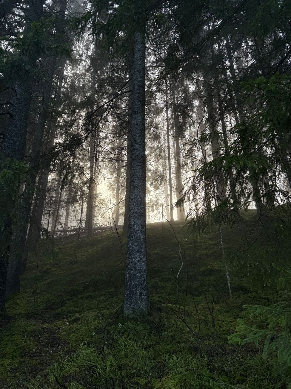 Free stock photo of background green, misty forest, trees