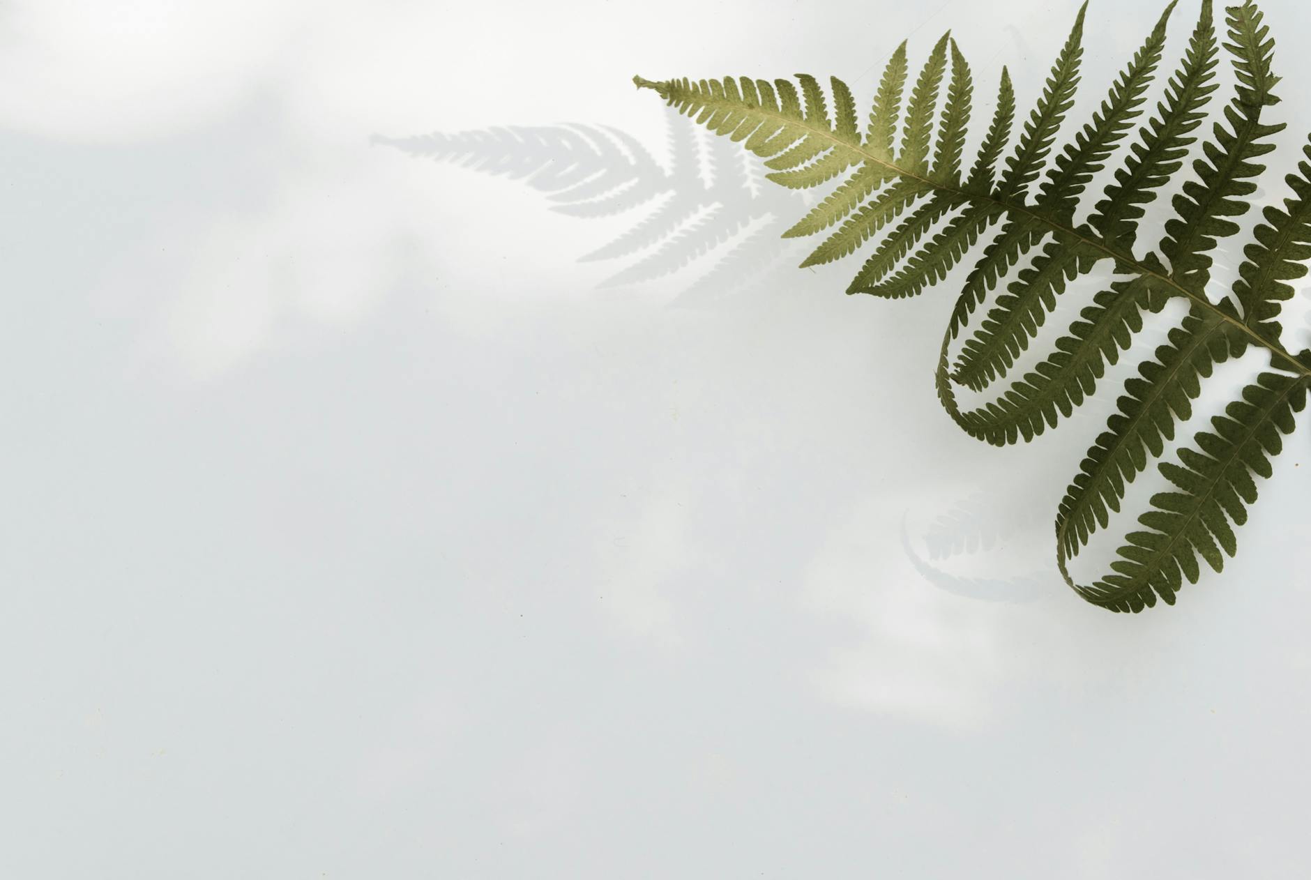 Elegant fern leaf with shadow on a white background, perfect for minimal design aesthetics.
