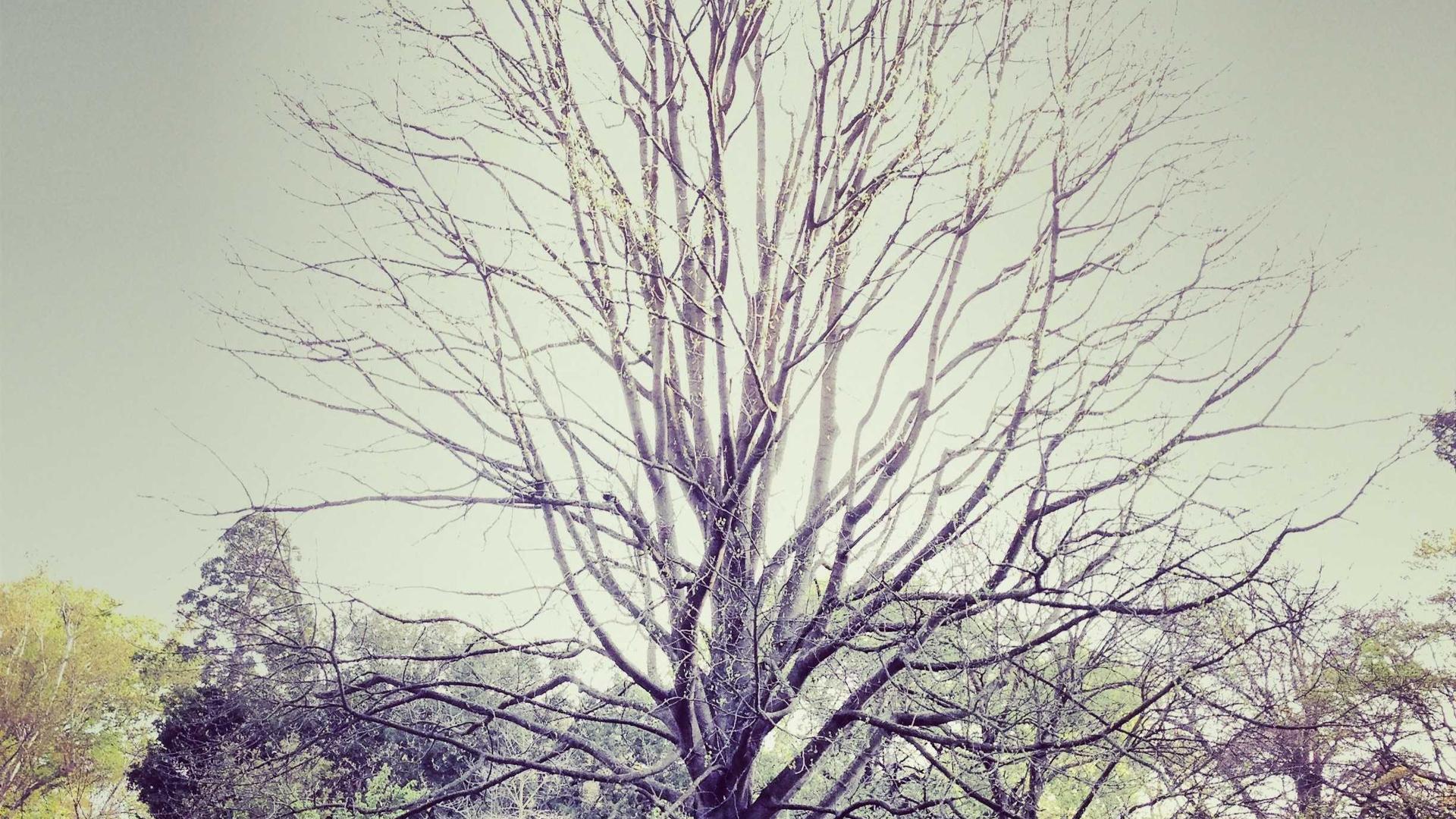 Random image from Lorem Picsum