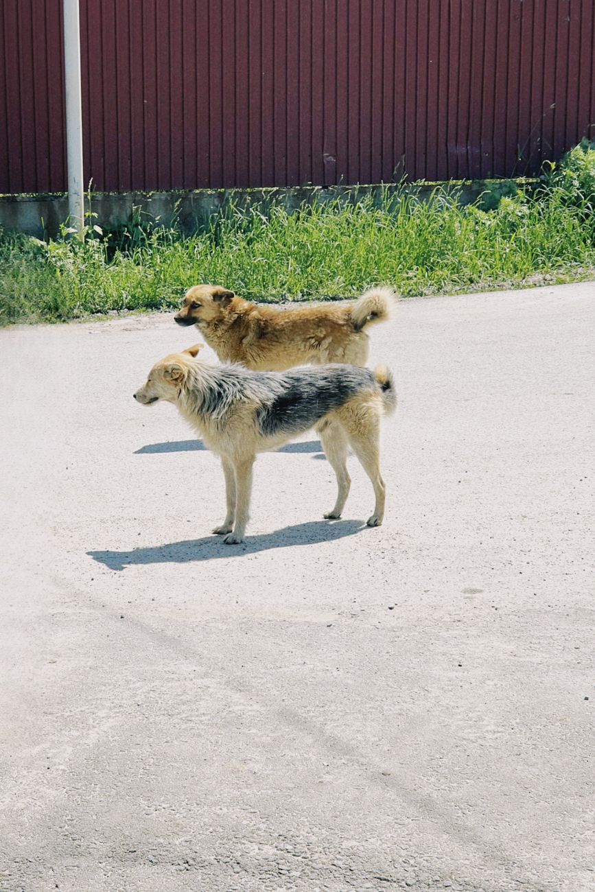 Two stray dogs standing quietly on a sunny street in Talgar, Kazakhstan, near a wooden fence.