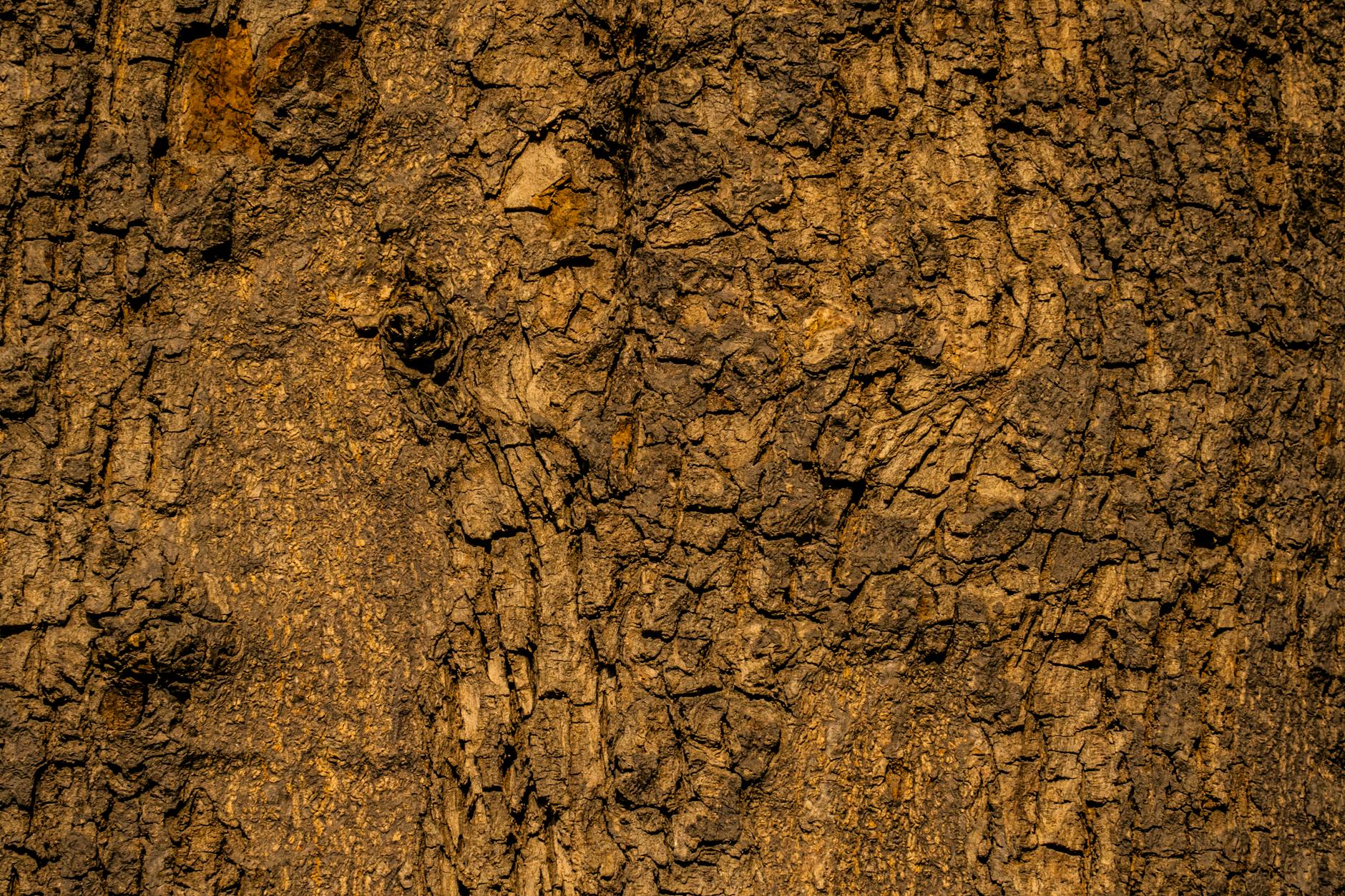 Detailed close-up image showcasing the intricate texture of a tree's bark.