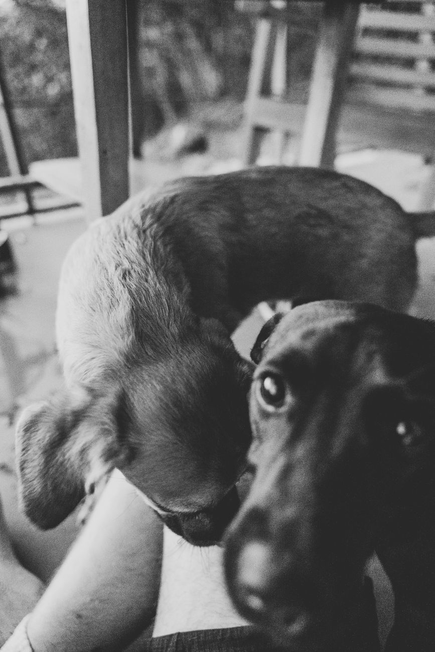 A close-up, black and white image capturing the curiosity of two dogs.