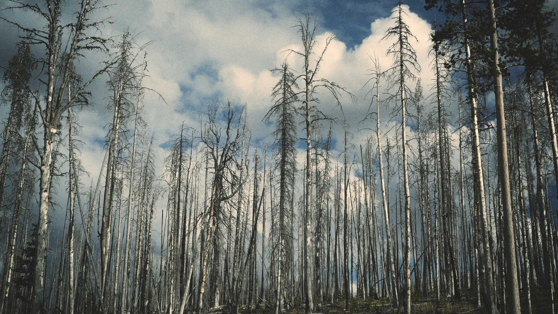 Random image from Lorem Picsum