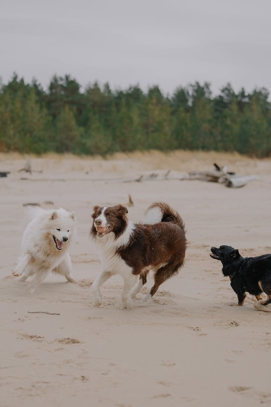 Three dogs frolicking on a sandy beach with a forest backdrop. Perfect for pet-themed projects.