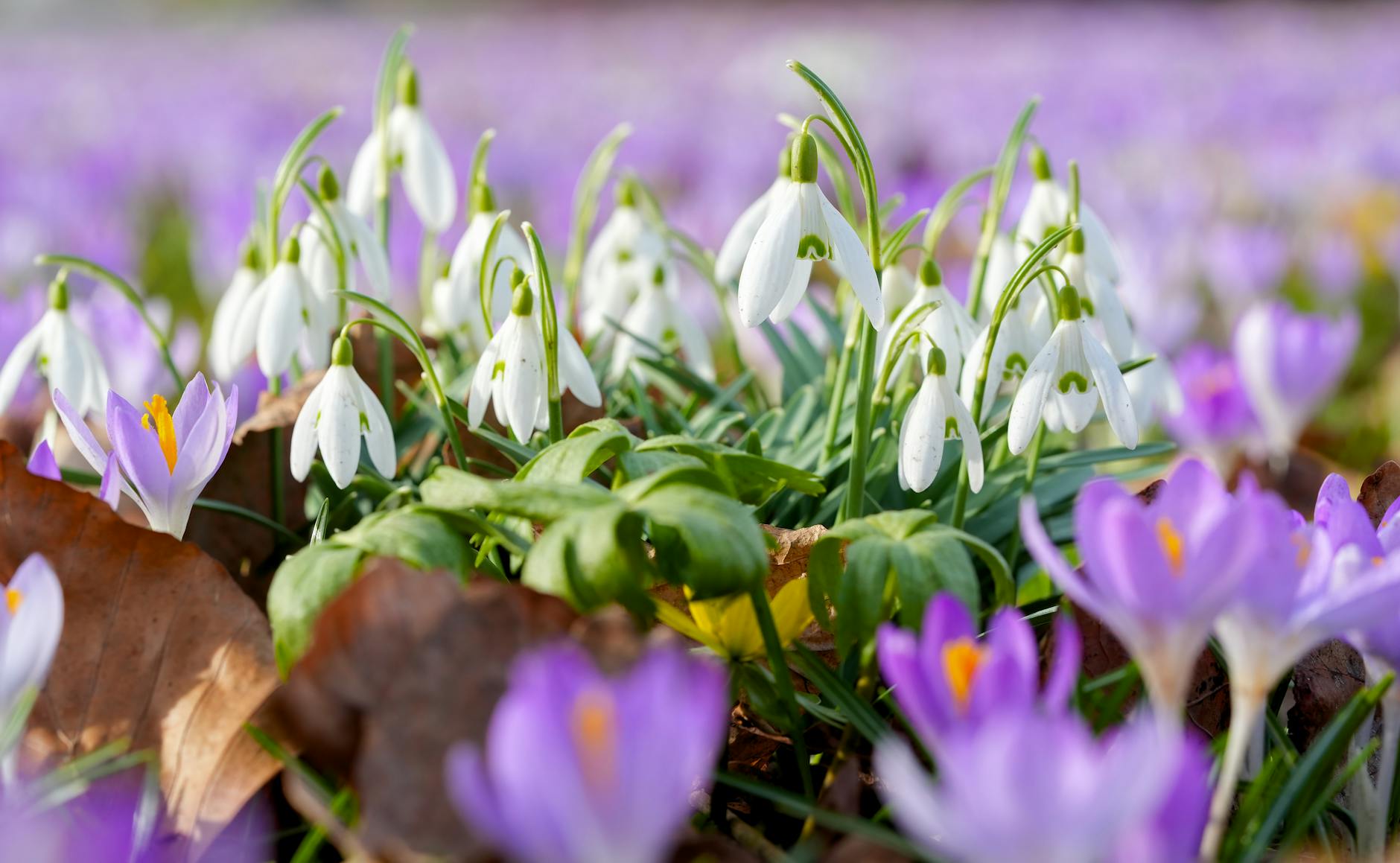 Close-up of snowdrops and crocuses blooming in a vibrant spring meadow.