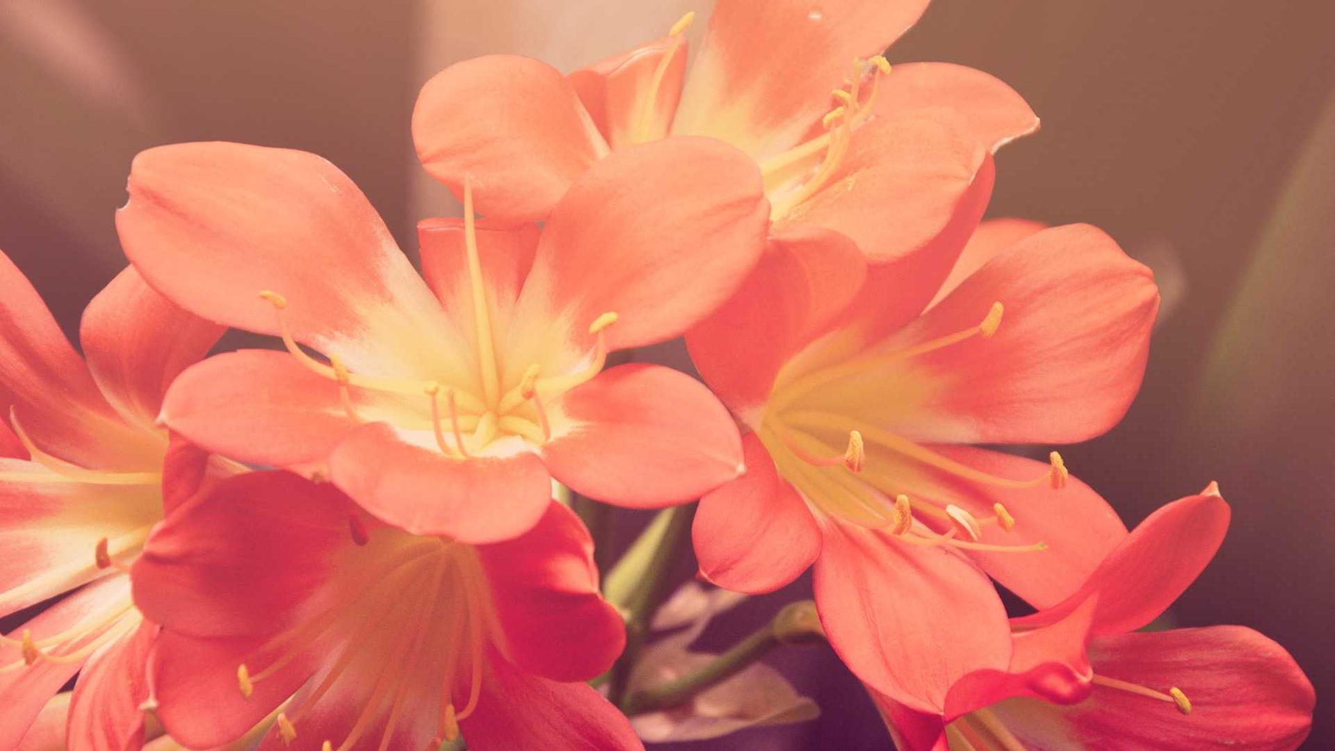 Random image from Lorem Picsum