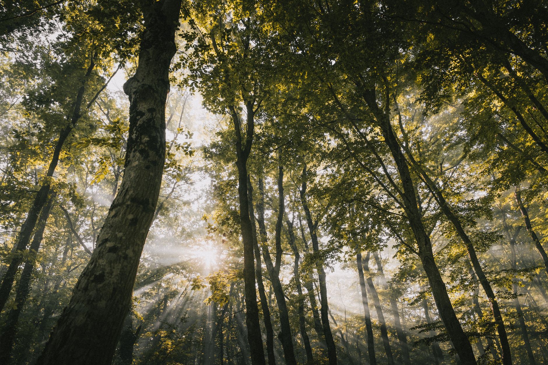 Sunlight streams through a quiet forest, creating a peaceful and serene atmosphere.