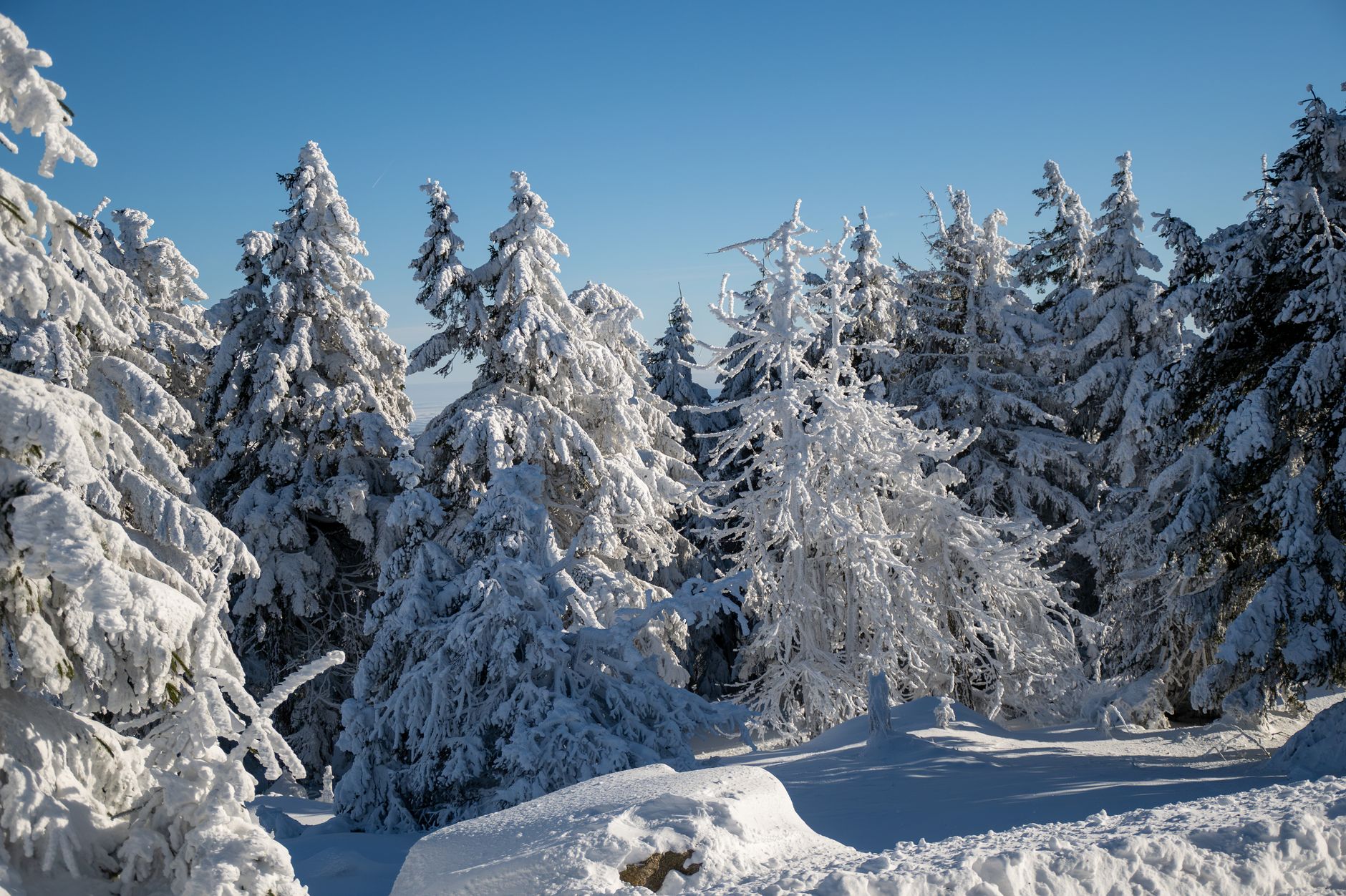 Serene winter scene featuring a snow-covered pine forest under a clear blue sky.