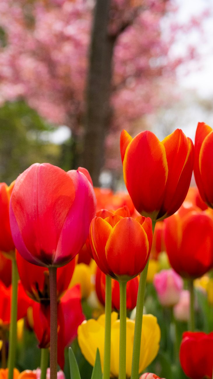 Vibrant tulips in full bloom in Istanbul's gardens, capturing the essence of springtime beauty.