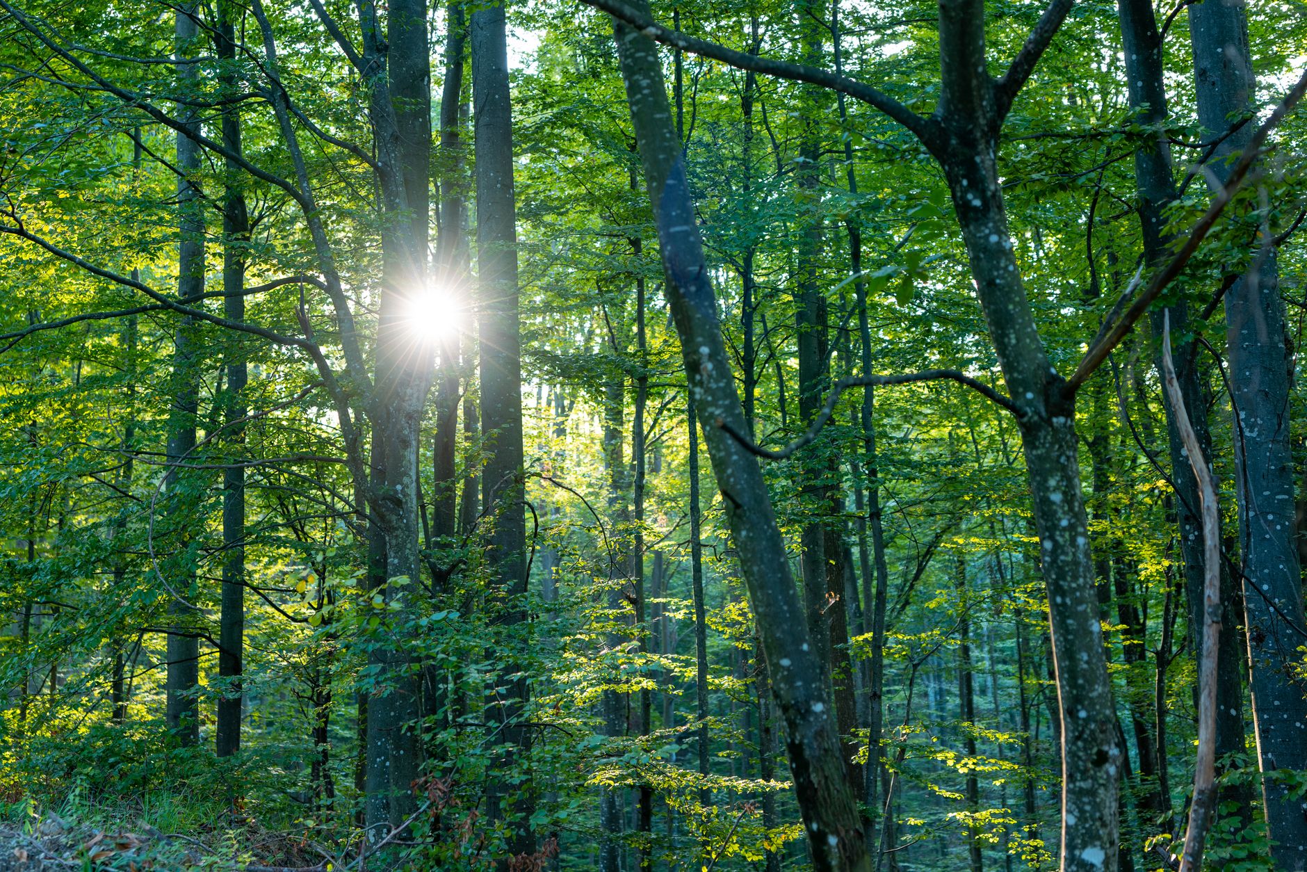 Sunlight streams through lush green forest trees, creating a serene woodland scene in Podgarić.