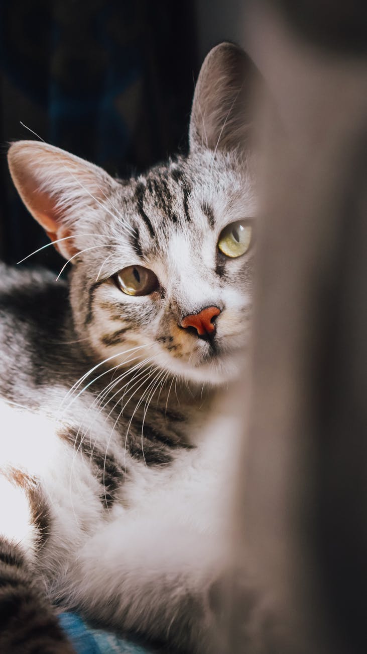 Close-up of a curious gray tabby cat with green eyes lounging indoors, showcasing its whiskers.