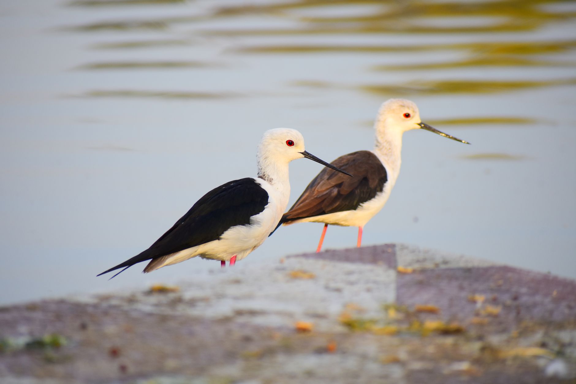 Two black-winged stilts standing on the shore of a tranquil lake.