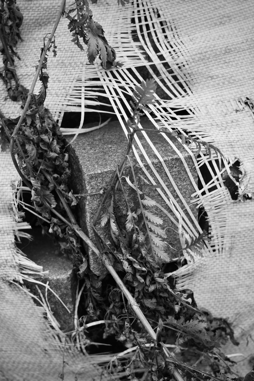 Black and white abstract image featuring torn fabric with leaves intertwined.
