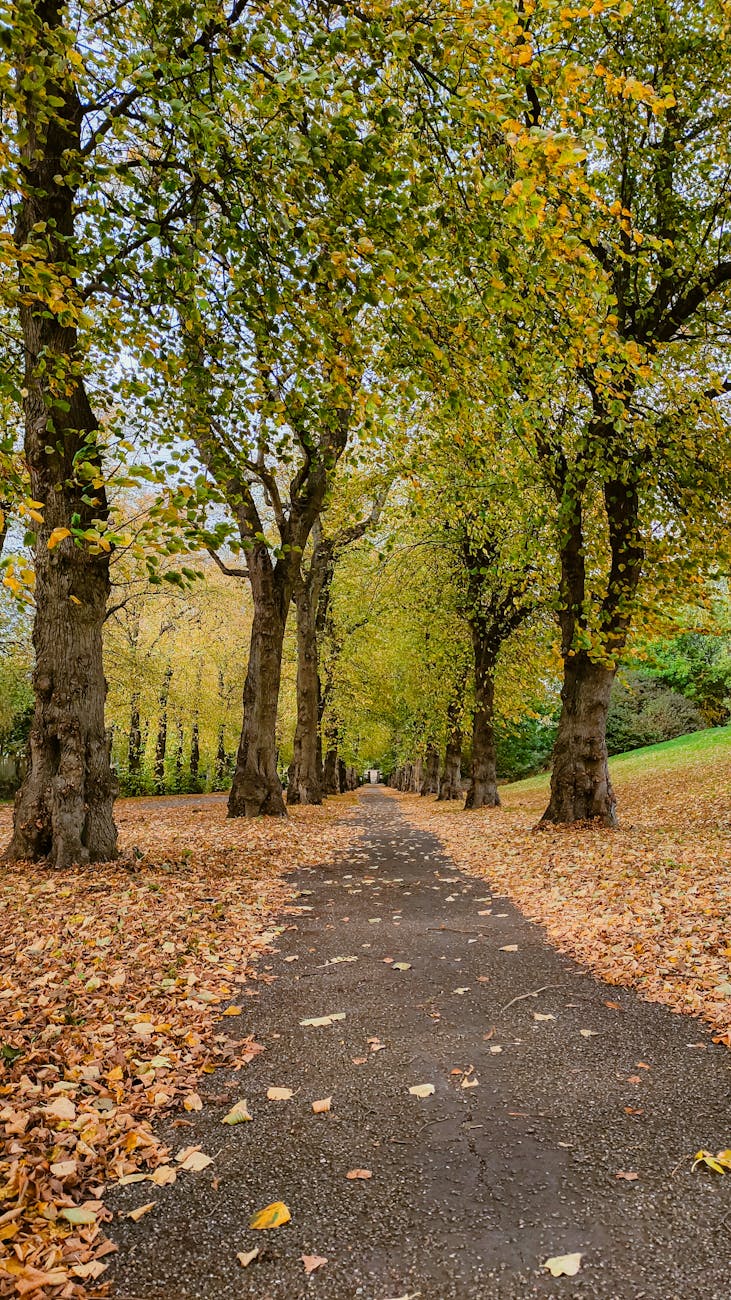 Serene autumn pathway lined with trees in Sheffield's public park. Captures fall foliage vibrancy.