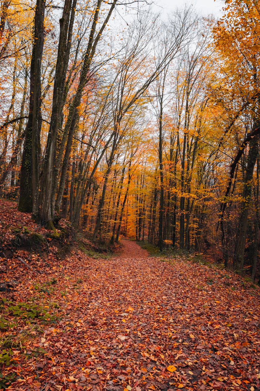 Explore a serene autumn forest with vibrant orange and yellow leaves along a tranquil path.