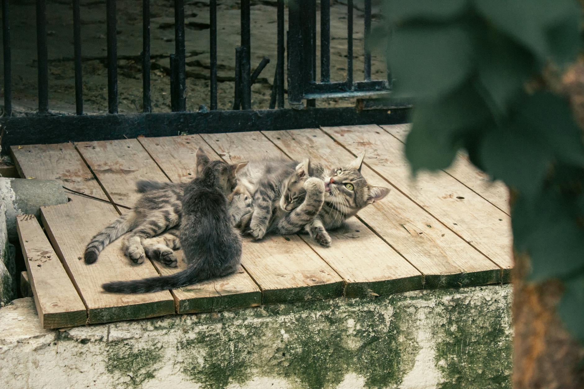 A tabby cat and kittens lounging on a wooden deck outdoors.