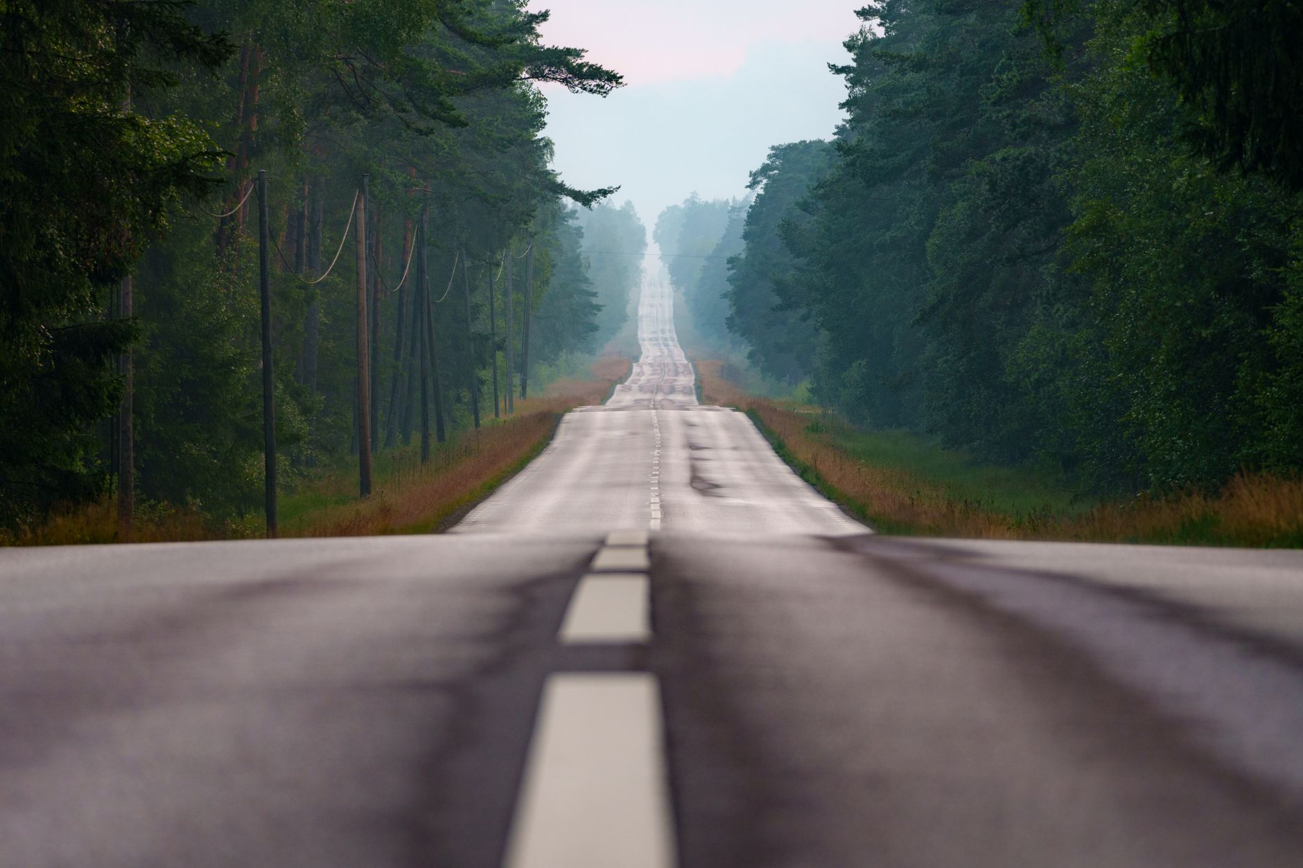 Misty asphalt road stretching through a forest, creating a serene travel scene.