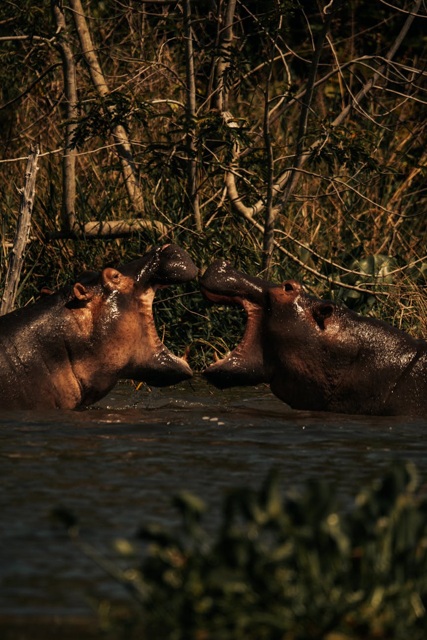 Two hippos sparring in a lush natural setting, showcasing wildlife behavior.