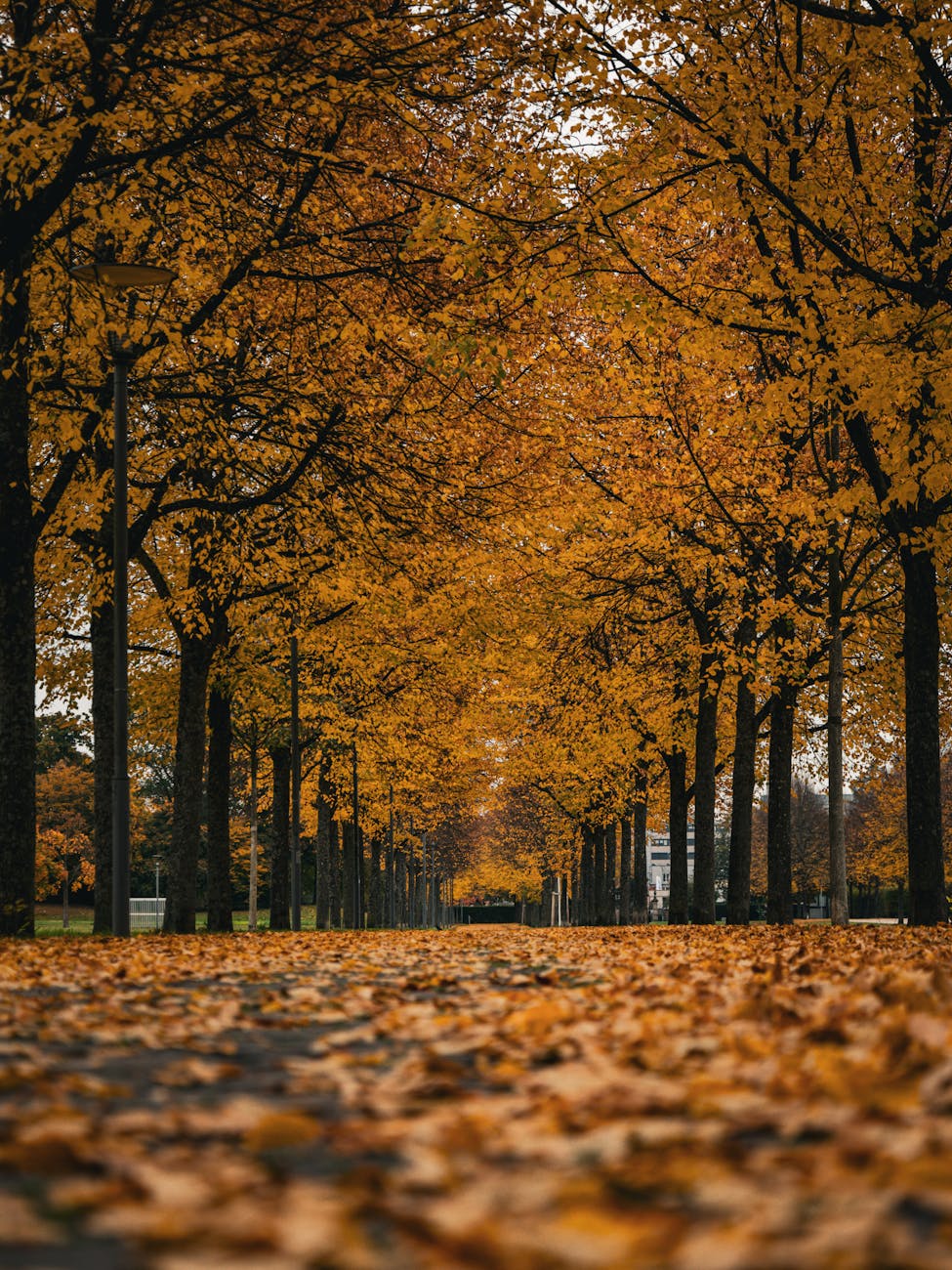 Idyllic autumn pathway lined with vibrant golden trees showcasing a serene and peaceful setting.
