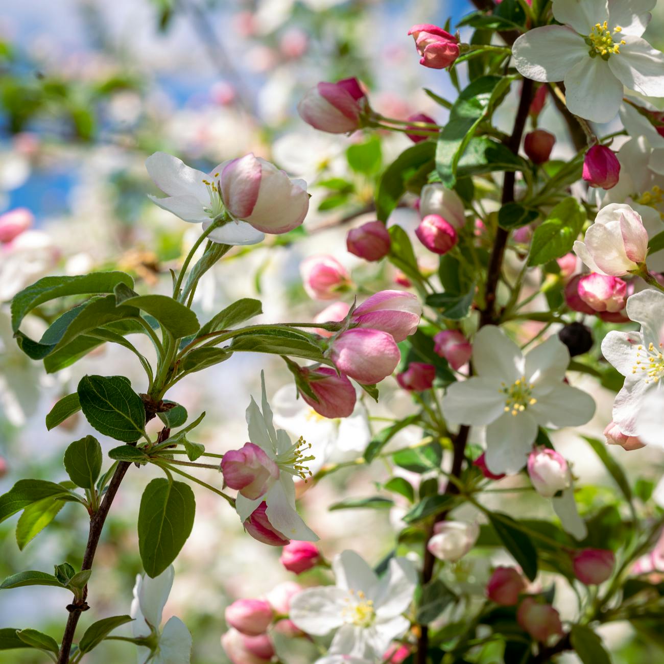 Vibrant pink and white apple blossoms in full spring bloom against blue sky.
