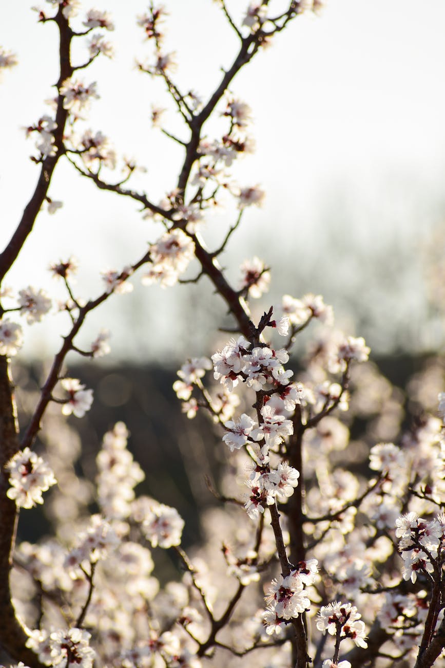 Captivating cherry blossom branches in full bloom under warm sunlight, symbolizing spring's arrival.