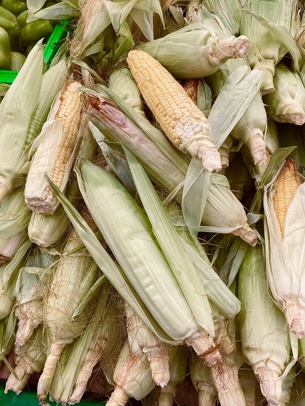 Close-up of fresh corn on the cob with husks at a market, showcasing natural texture and color.