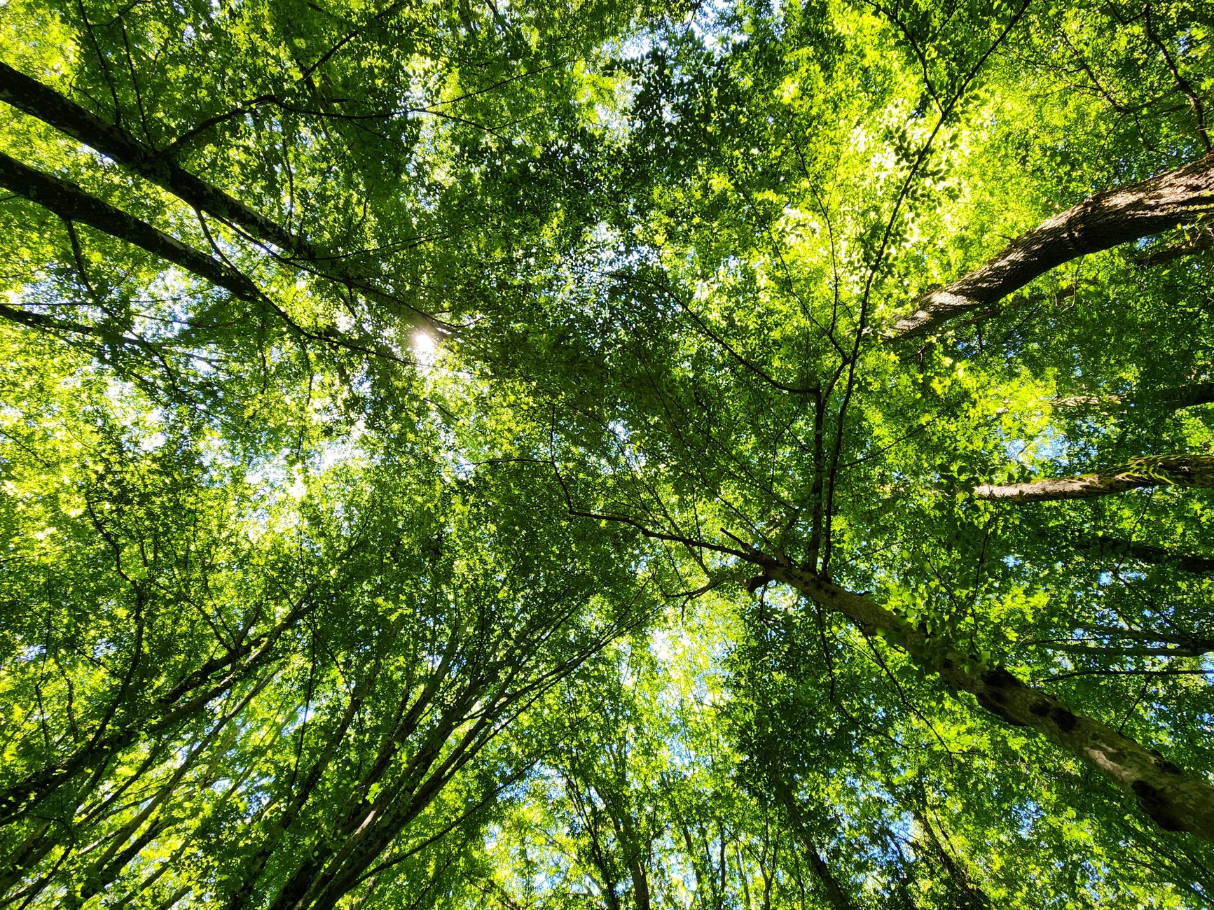 A vibrant looking upward view of a dense forest canopy with sunlight filtering through the leaves.
