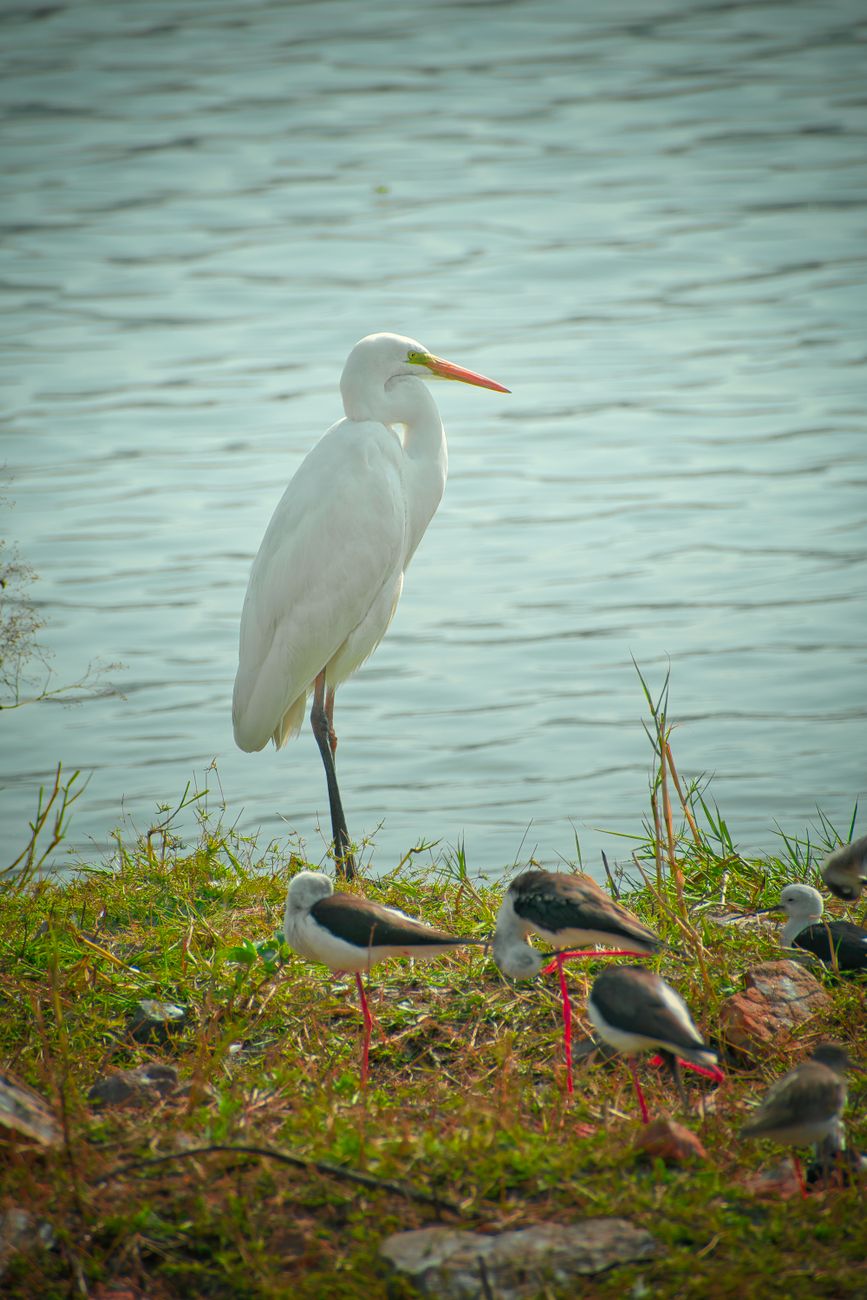 A Great Egret stands elegantly near a waterbody, surrounded by other wading birds.