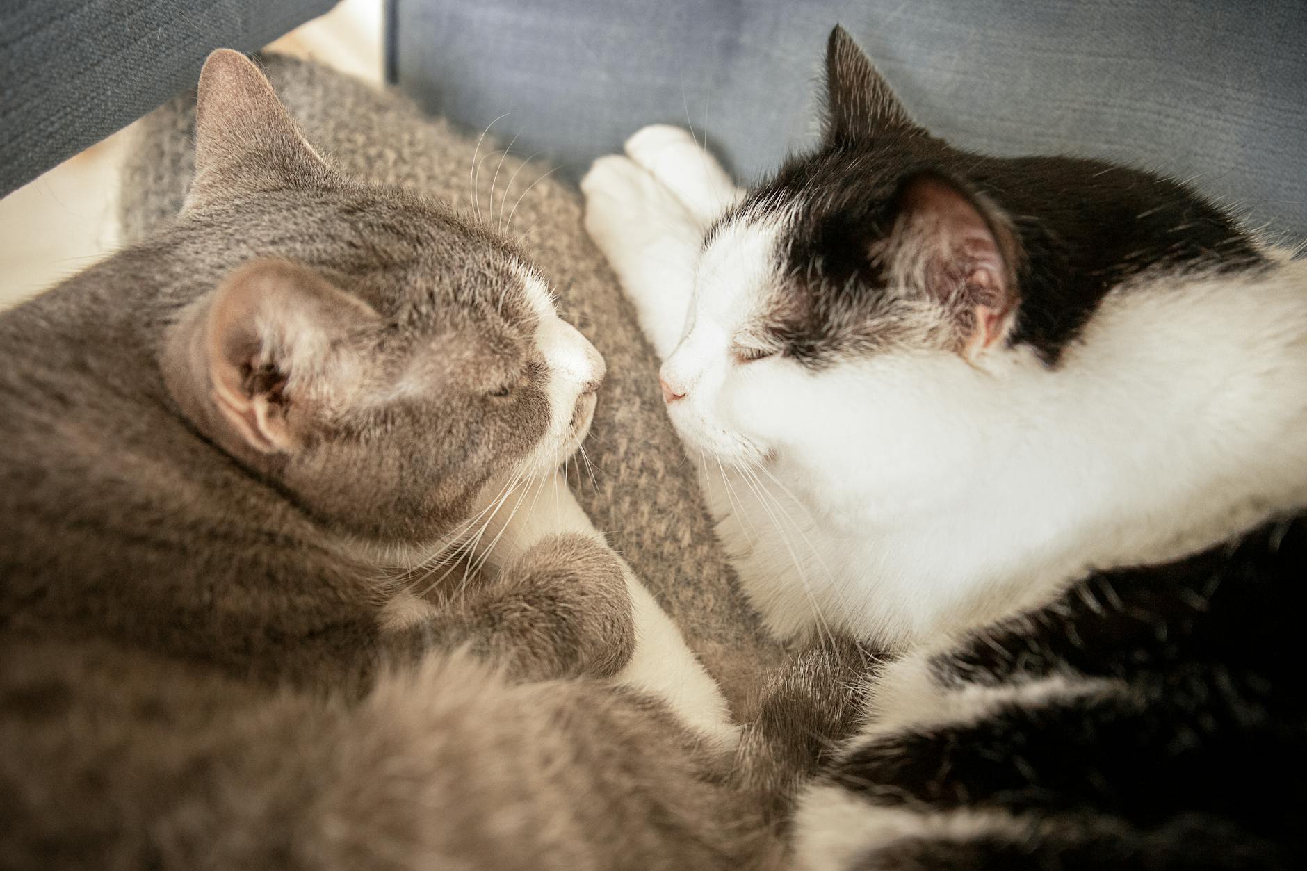 Two adorable cats cuddling and napping together indoors, conveying warmth and companionship.