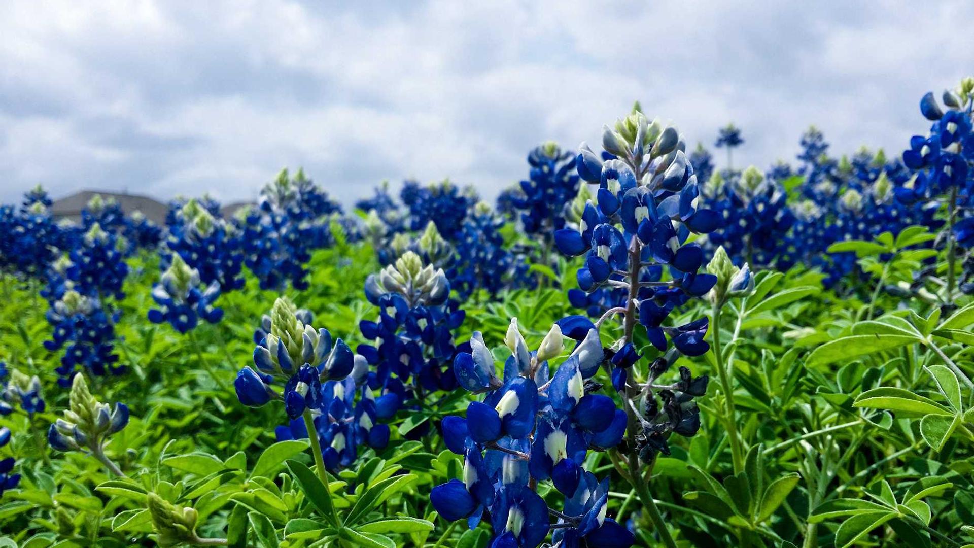 Random image from Lorem Picsum