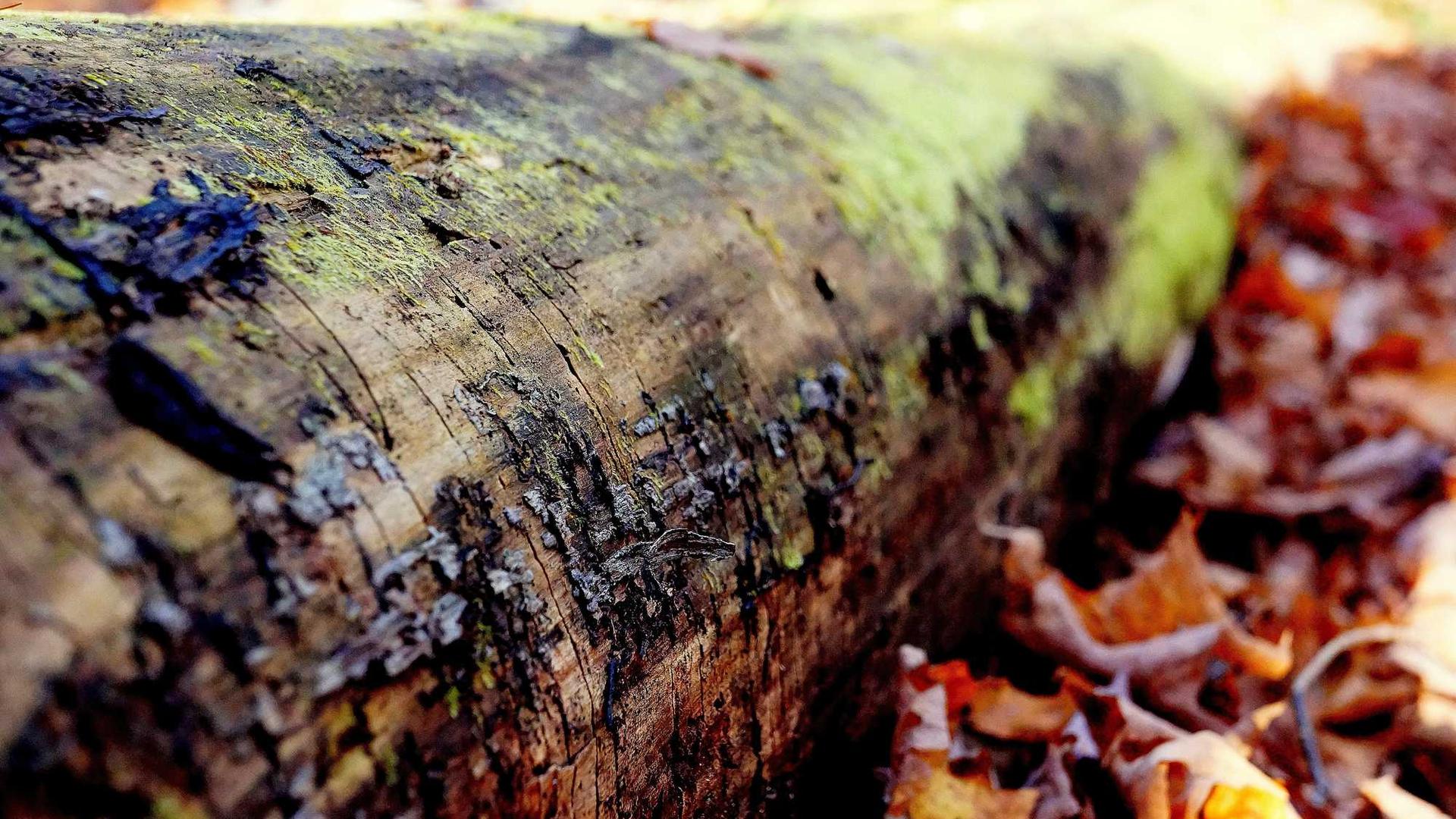 Random image from Lorem Picsum