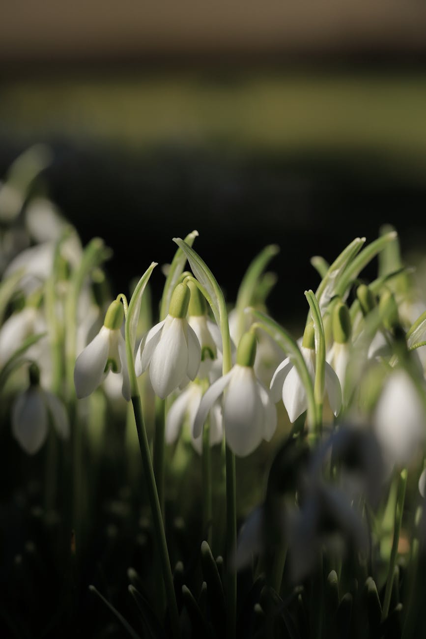 A beautiful close-up of snowdrops (Galanthus) blooming outdoors, signaling the arrival of spring.