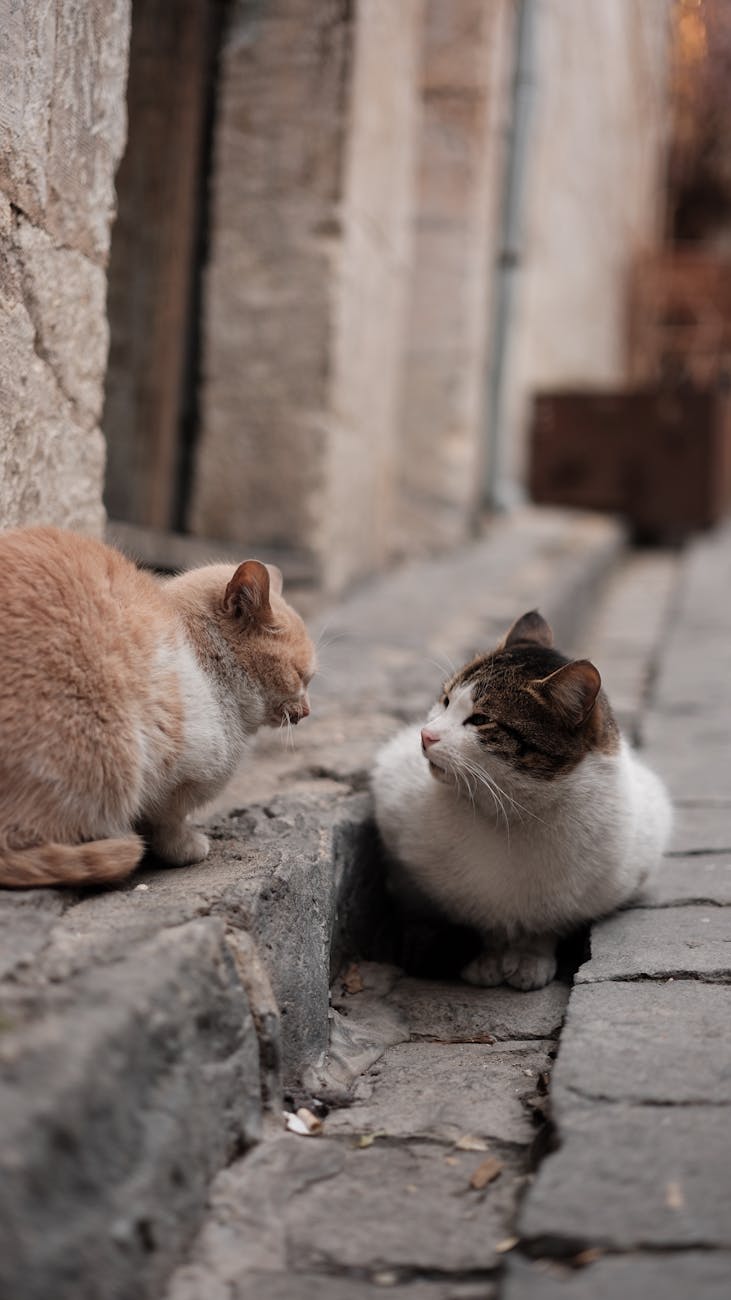 Two cats interacting in a quiet stone alley in Gaziantep, Türkiye.