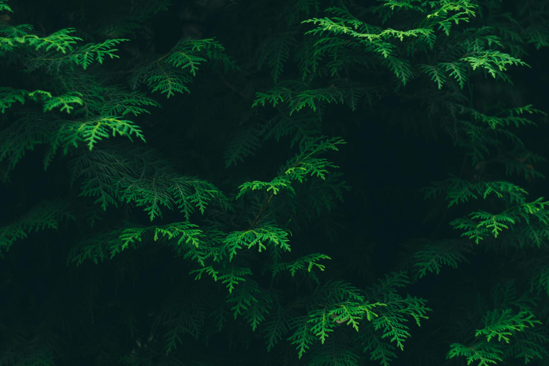 Close-up of vibrant green evergreen leaves in a woodland setting in Ukraine.