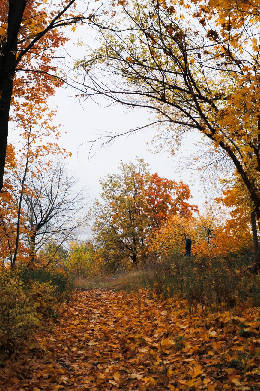 Tranquil fall scenery with colorful leaves on a forest path.