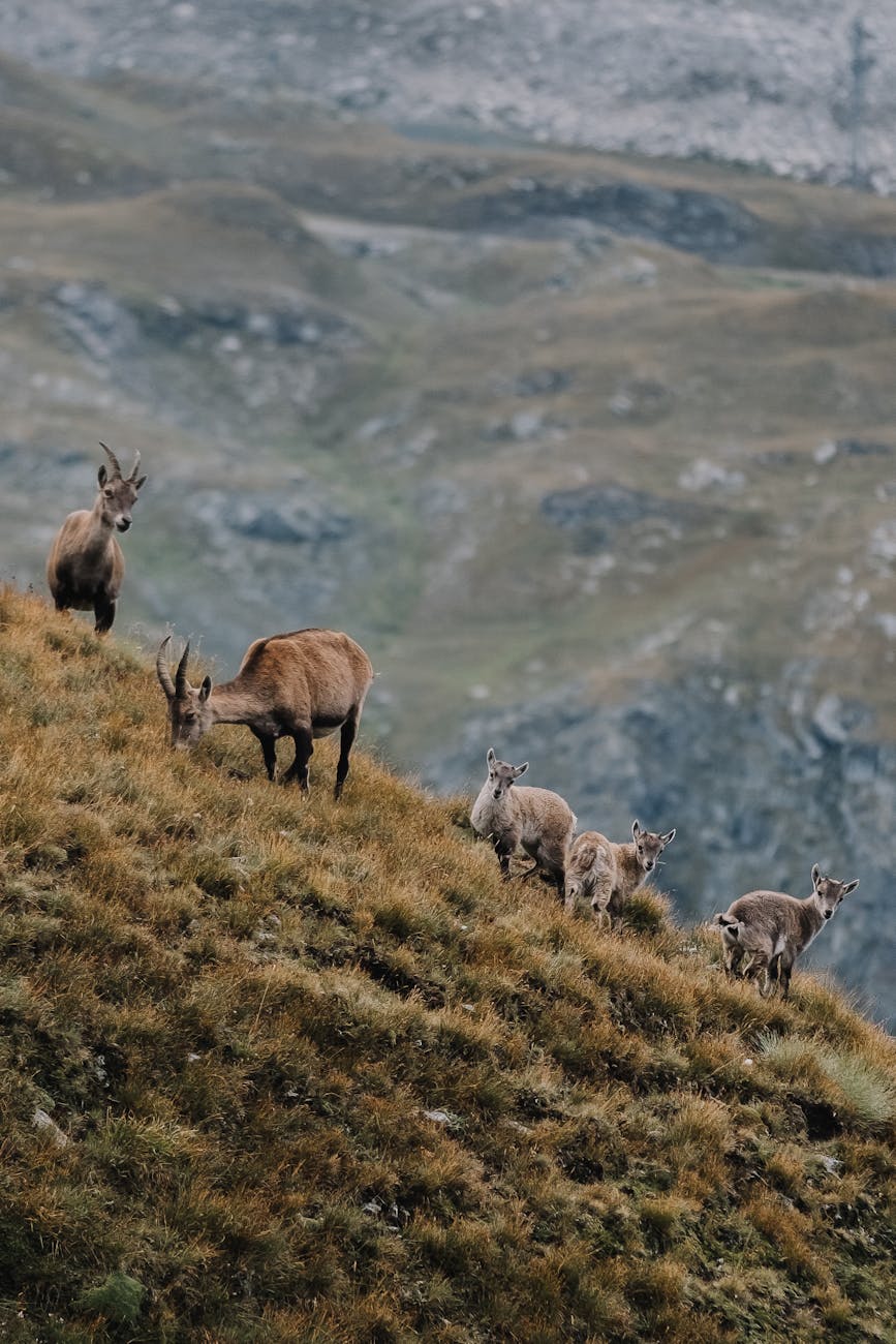A group of wild goats grazing on a steep mountain slope in a rugged landscape.