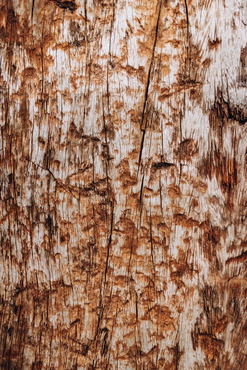Detailed view of a weathered wooden surface showcasing natural textures and patterns.
