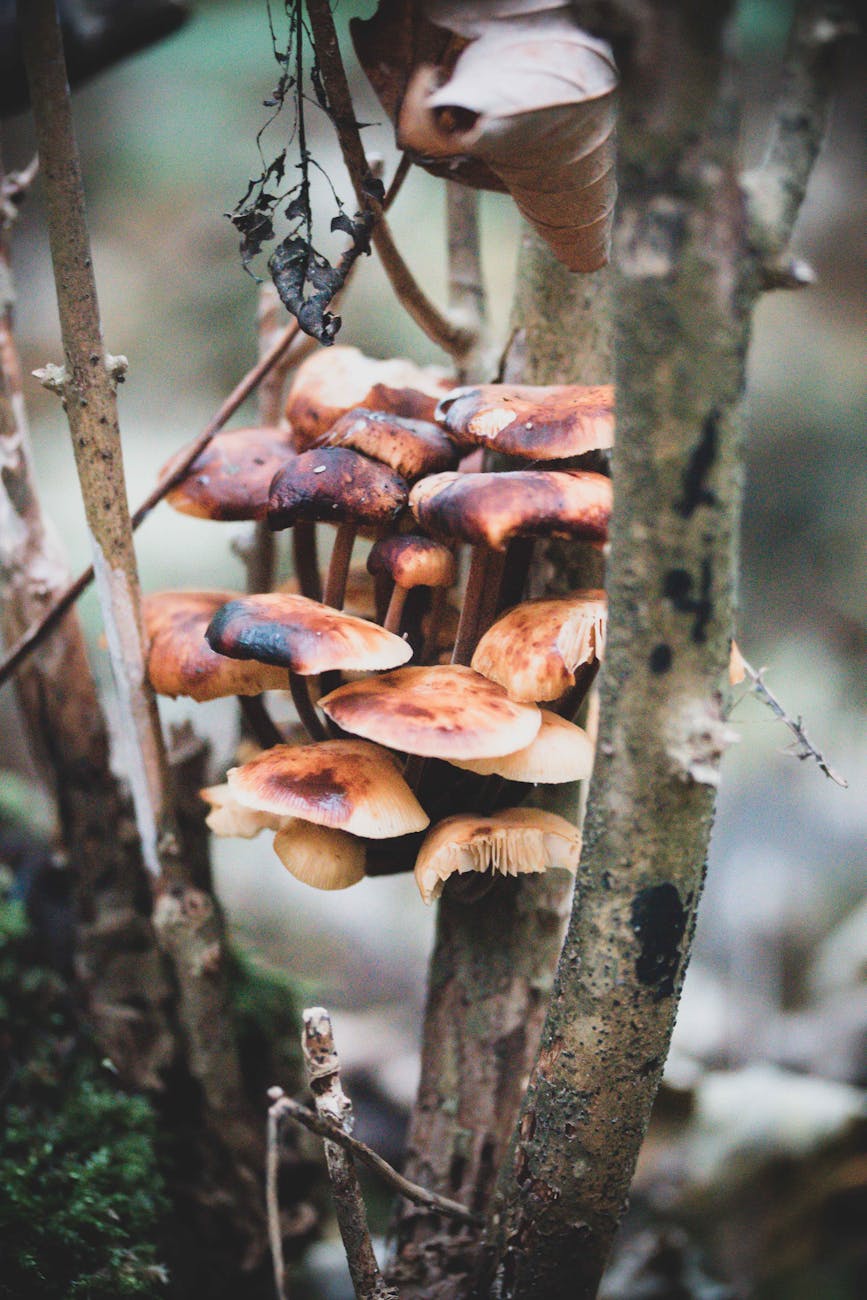 A cluster of wild mushrooms growing on a tree branch in a lush forest.