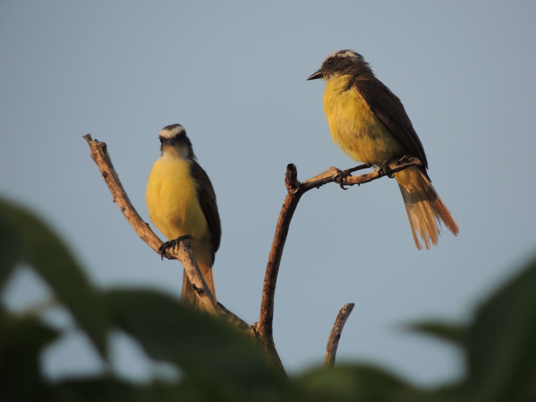 Two bright yellow birds peacefully perched on a branch in a serene natural setting.