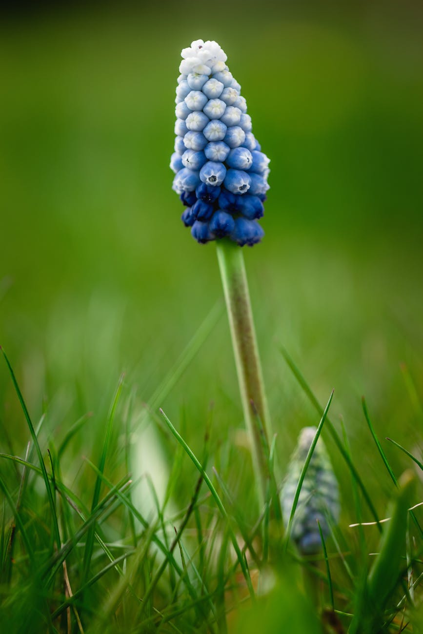 Detailed shot of a vibrant blue grape hyacinth with a blurred green background, symbolizing spring.